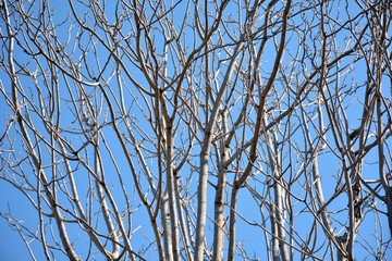 Ramas de árboles sin hojas en invierno con el cielo azul como fondo
