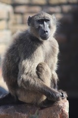 Baboon 2