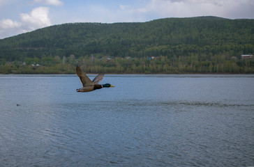 Naklejka premium Male duck flies over water. Drake has a green head with a white rim around its neck. Wings are spread, profile view. Shore with buildings and green forest.