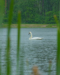 
a gentle lonely white swan floats on the surface of a beautiful forest lake in the rain