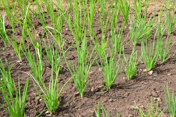 
Growing young onions.