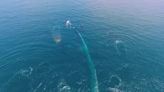 Humpback Whale Watching off Isla Conadora, Las Perlas Panama Aerial View