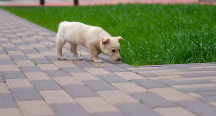 Little white puppy walks in the street, sniffs grass