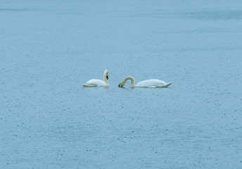 
two beautiful white swans swim and fish in a forest lake in the rain
