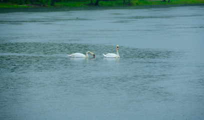 
two beautiful white swans swim and fish in a forest lake in the rain
