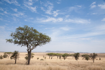 Fototapeta na wymiar Serengeti National Park landscape, Tanzania, Africa