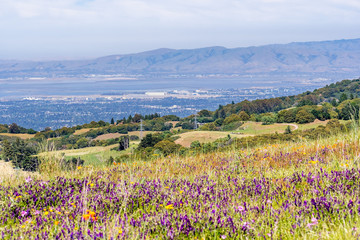 View towards Sunnyvale and Mountain View, part of Silicon Valley; green hills and wildflower field visible in the foreground; San Francisco Bay Area, California