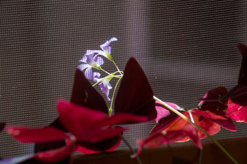 Tiny flowers in a windowsill push up against the screen window.