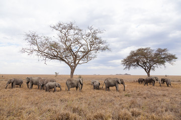 Naklejka na ściany i meble Herd of elephants from Serengeti National Park, Tanzania, Africa