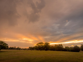 Golden Horse Paddock Afternoon