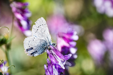 Close up of Silvery Blue (Glaucopsyche lygdamus) butterfly with tattered wings, feeding on a vetch flower; Santa Cruz mountains, California