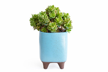 small potted succulent plant isolated