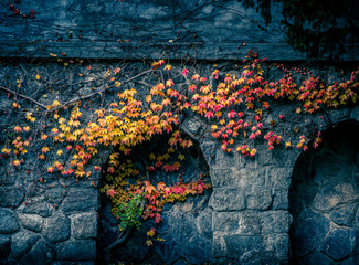 Vine with Colourful Autumn Leaves on Stone Wall