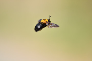 クマバチの飛翔
