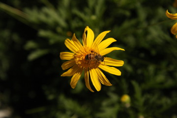 Bee on a yellow flower
