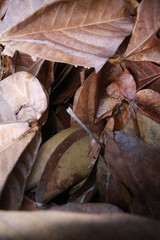Dry leafs over the floor
