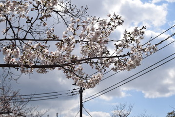 桜
