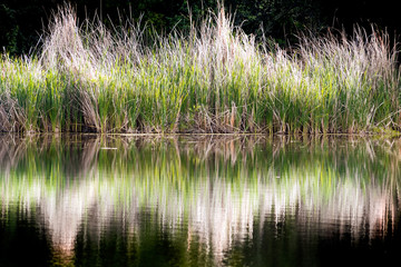 Cattail reflected in the calm water surface of a pond, San Francisco Bay Area, California
