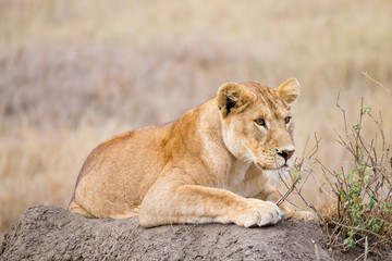 Lioness close up. Serengeti National Park, Tanzania, Africa