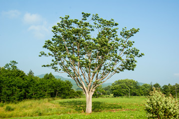 北海道初夏の大きなキハダの木のある風景