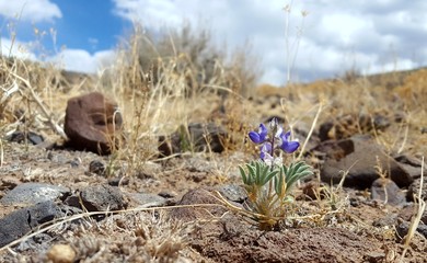 Desert flower