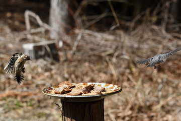 コゲラとヤマガラ