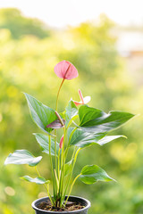 Pink Anthurium or flamingo flower in a blooming.