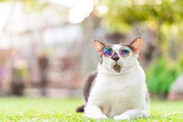 Close-up portrait of funny white brown cat wearing round sunglasses. Resting and relaxing outdoor on nature background.