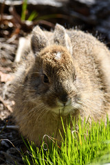 野ウサギ