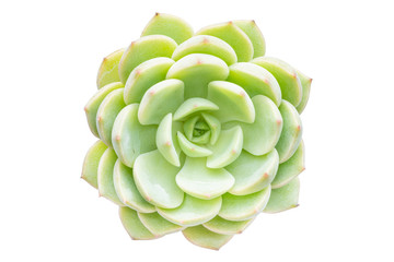 Top view of Echeveria elegans succulent plant isolated on white background with clipping path inside.