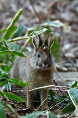 野ウサギ