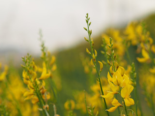 yellow flowers yellow plant