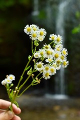 wild flowers with waterfall