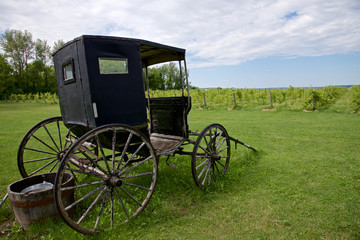 Fototapeta na wymiar scenery of the winery with an abandoned horse carriage
