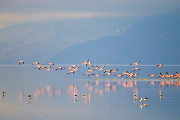 Flock of pink flamingos from Lake Manyara, Tanzania - obrazy, fototapety, plakaty
