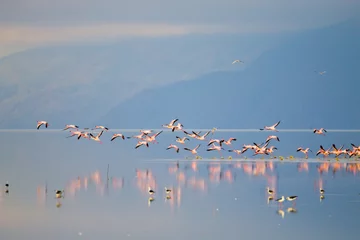 Gardinen Flock of pink flamingos from Lake Manyara, Tanzania © elleonzebon