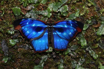 blue morpho butterfly