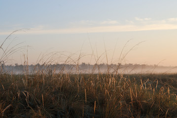 Fototapeta premium Morning in the field