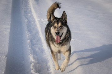 Alaskan Shepherd in the Snow