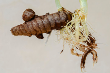 Turmeric Roots