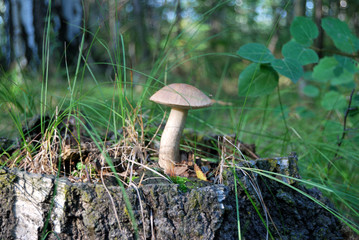 Mushroom