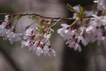 Obraz premium Close-up image of the beautiful soft pink Blossom flowers of 'Prunus Kanzan' a Japanese flowering cherry tree.