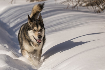 Max the Malamute Loves the Snow