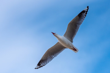 Seagull in flight