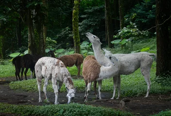 Fotobehang sheep in the grass © rinda.adika