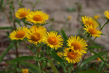 Yellow wildflowers on the banks of the Irtysh River