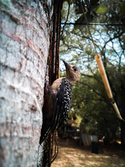 Woodpecker chick on a tree