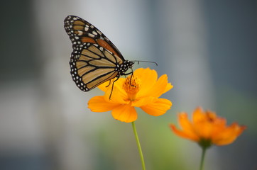 Fototapeta na wymiar monarch butterfly on flower