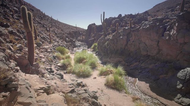 Cactus and Guatin Canyon at San Pedro de Atacama, Antofagasta