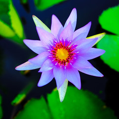 Top view of purple blooming lotus flowers and green lotus leaf on the lotus pond